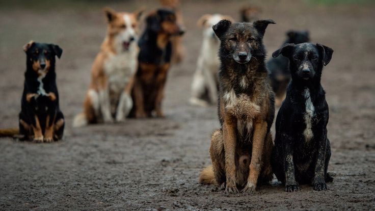 Who are stray dogs ?