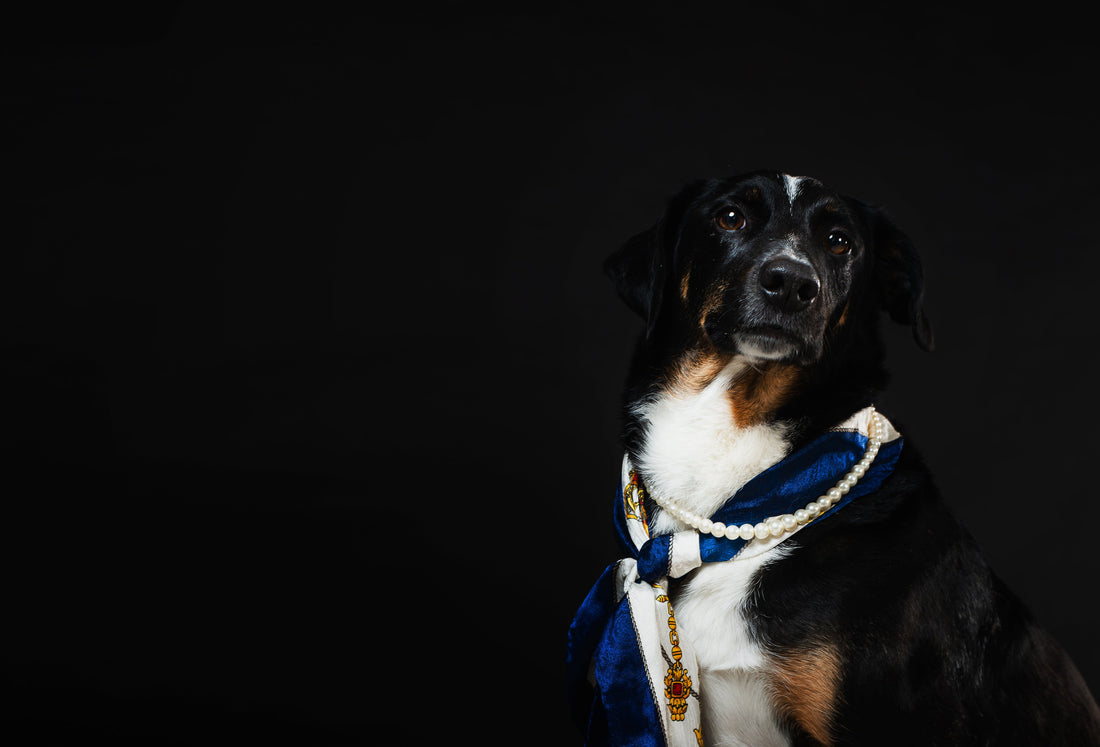 Pet Taxi: Safe, Stress-Free Travel