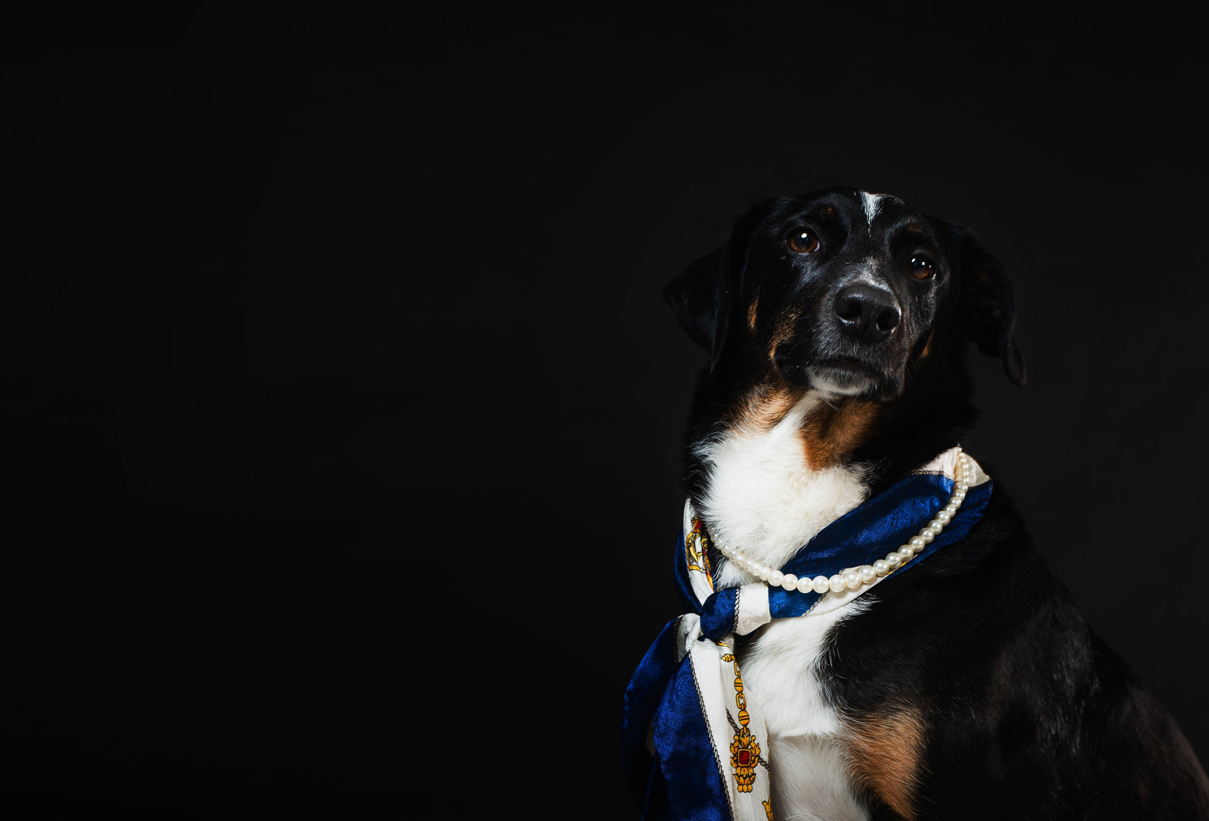 Pet Taxi: Safe, Stress-Free Travel